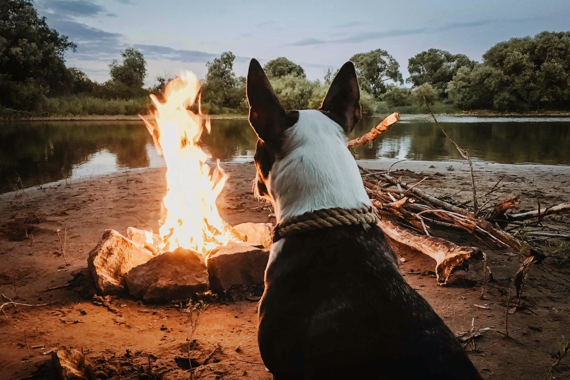 A Quick Guide to Camping With Dogs