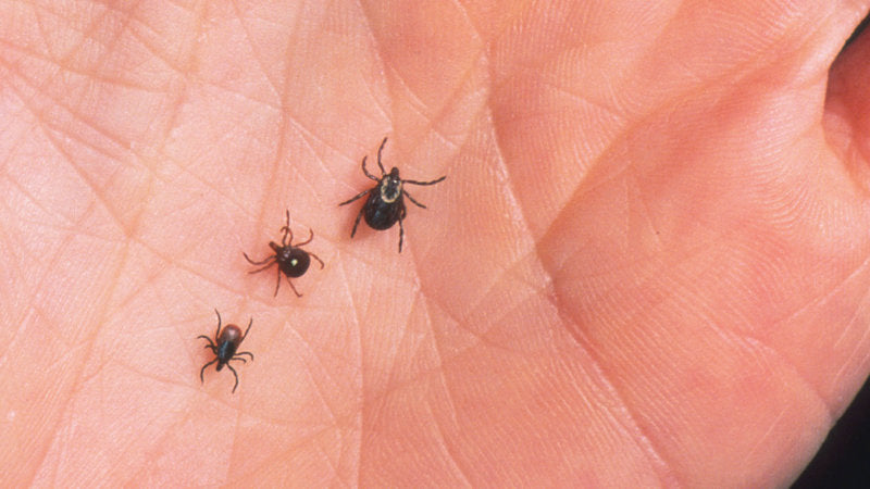 Found a Tick On My Friend… Now They're ALL OVER Me!